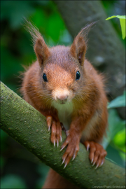 animalisch852