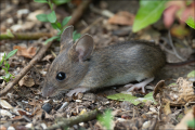 animalisch854