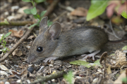 animalisch854