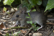animalisch856