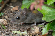 animalisch857