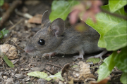 animalisch857