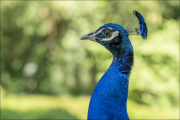 animalisch859