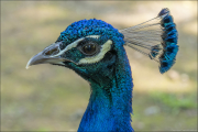 animalisch860