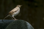 animalisch861