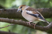 animalisch862