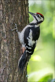 animalisch864