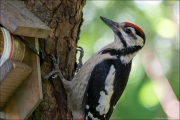 animalisch868