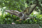 animalisch869