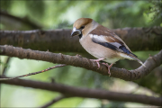 animalisch870