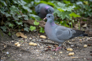 animalisch871