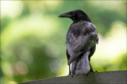 animalisch872