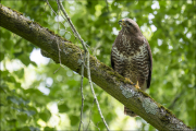 animalisch875