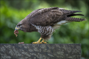 animalisch876