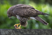 animalisch877
