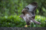 animalisch878