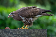 animalisch879
