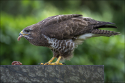 animalisch879
