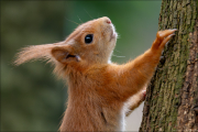 animalisch882