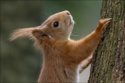 animalisch882