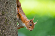 animalisch884