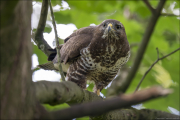animalisch885