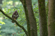animalisch886