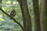 animalisch886