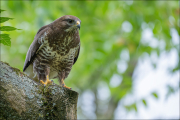 animalisch887