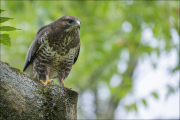 animalisch887