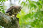 animalisch888