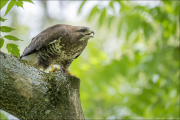 animalisch888
