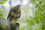 animalisch889
