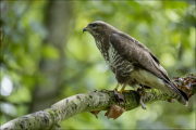 animalisch891