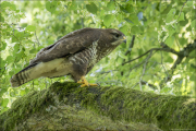 animalisch892