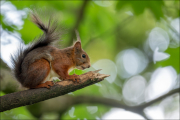 animalisch893