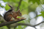 animalisch893