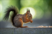 animalisch898