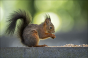 animalisch898