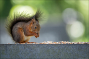 animalisch899