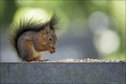 animalisch899