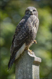 animalisch906
