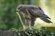 animalisch909