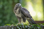 animalisch910
