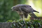 animalisch911