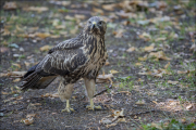 animalisch912