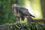 animalisch913