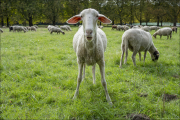 animalisch915