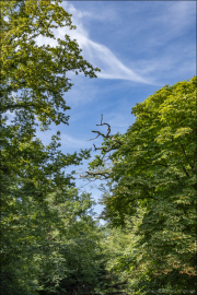 Direktion Rhein-Erft / RD Brühl / Brühl / Schloss Augustusburg / Schlosspark / Detail