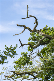 Direktion Rhein-Erft / RD Brühl / Brühl / Schloss Augustusburg / Schlosspark / Detail